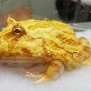 愛カエル(∩´∀`∩)